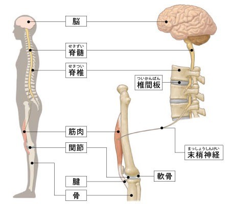 ロコモティブシンドロームのセルフチェック・予防体操