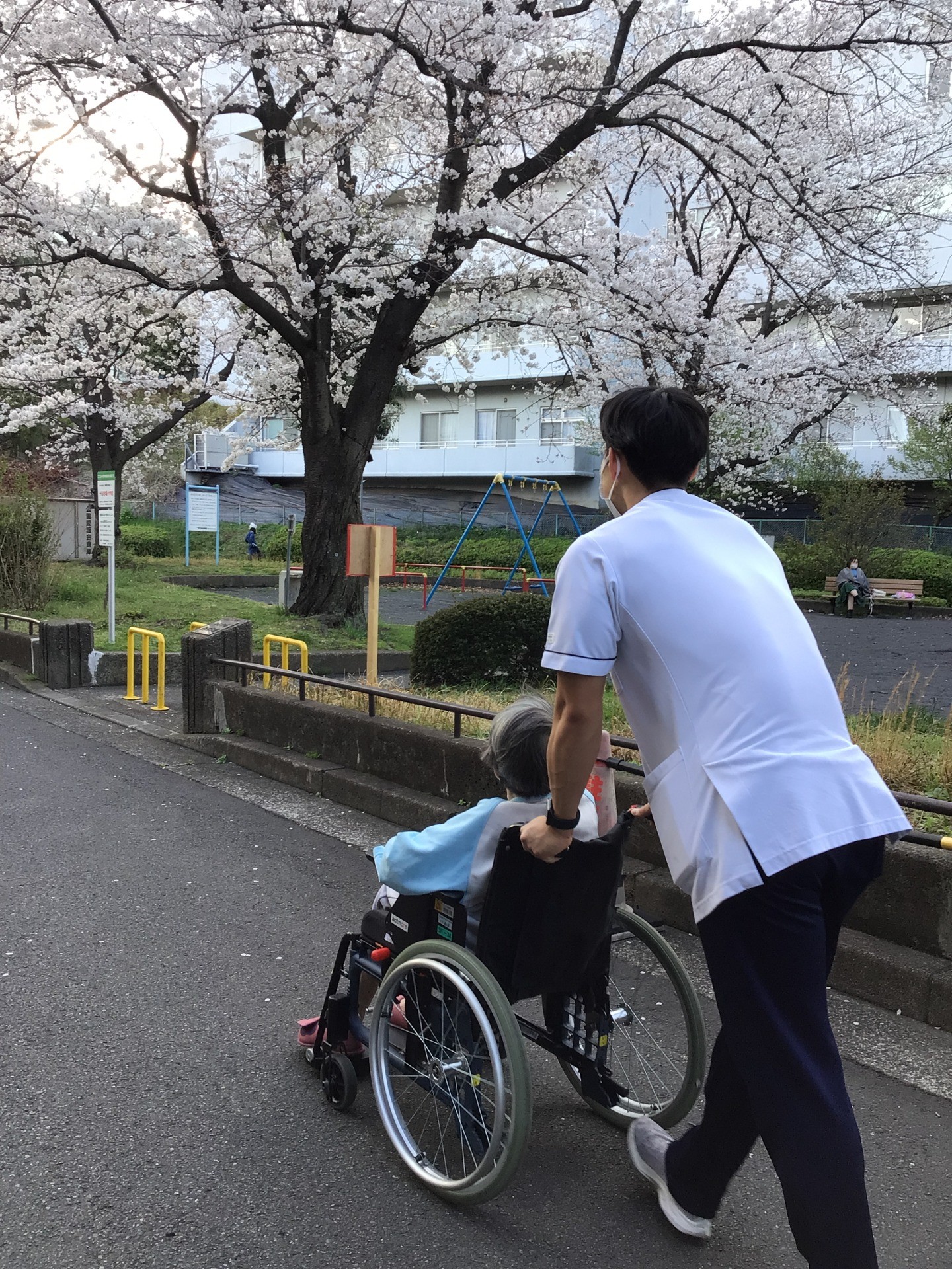 桜は上から見るのがきれいか、下から見上げるのがきれいか